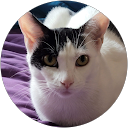 Amy Surbatovich profile picture